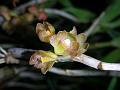 Short Flower Dendrobium